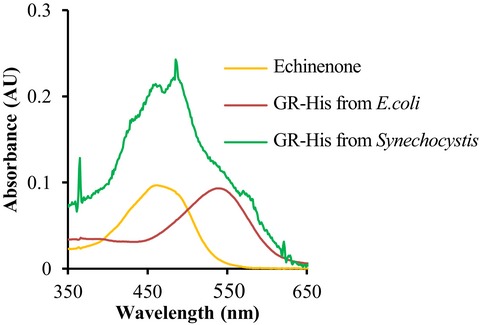 Functional Expression of Gloeobacter Rhodopsin in Synechocystis sp. PCC6803