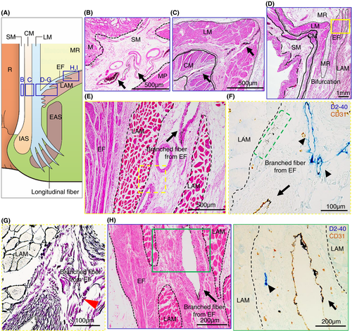 Details are in the caption following the image Details are in the caption following the image