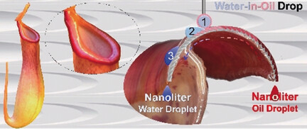 Peristome-Mimetic Curved Surface for Spontaneous and Directional Separation of Micro Water-in-Oil Drops
