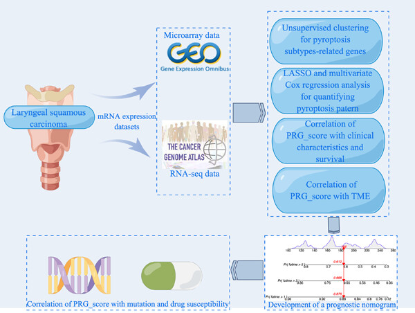 Identification of pyroptosis-related clusters for prediction of overall survival and characterization of tumor microenvironment infiltration in laryngeal squamous cell carcinoma