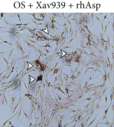 Details are in the caption following the image