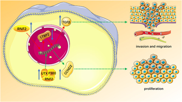 Emerging role of RNF2 in cancer: From bench to bedside
