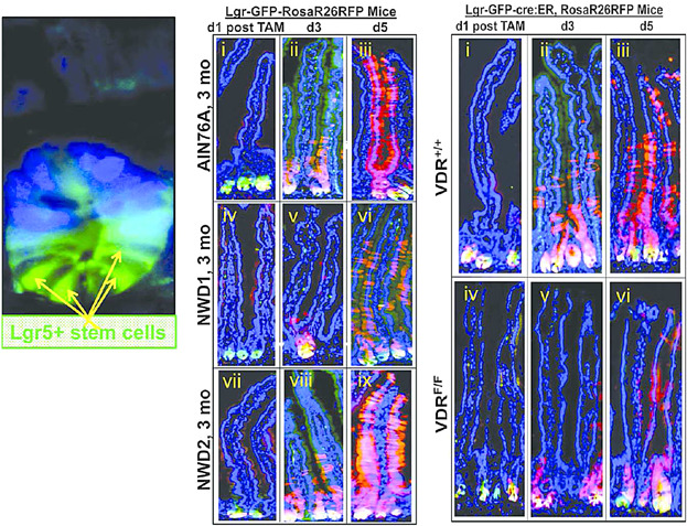Environmental Impact on Intestinal Stem Cell Functions in Mucosal Homeostasis and Tumorigenesis