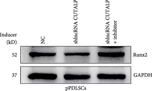 Details are in the caption following the image