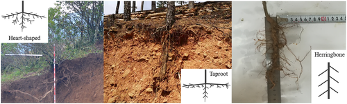 Details are in the caption following the image Details are in the caption following the image