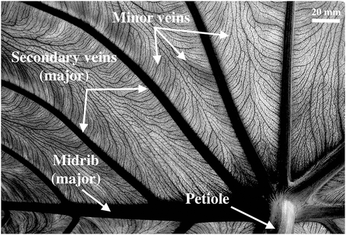 Details are in the caption following the image