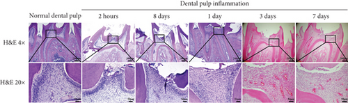 Details are in the caption following the image Details are in the caption following the image