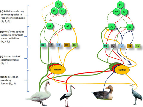 Construct social-behavioral association network to study management impact on waterbirds community ecology using digital video recording cameras