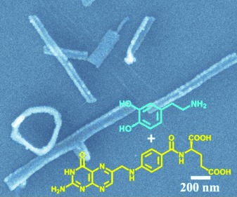 Formation of Polydopamine Nanofibers with the Aid of Folic Acid