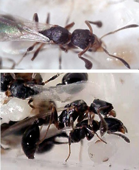 Courtship with two spoons—Anatomy and presumed function of the bizarre antennae of Cardiocondyla zoserka ant males
