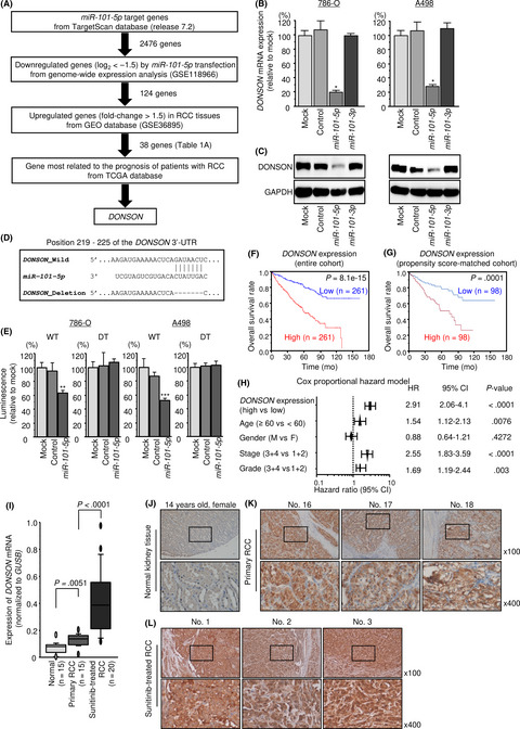 Replisome genes regulation by antitumor miR-101-5p in clear cell renal cell carcinoma