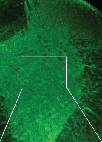 Details are in the caption following the image