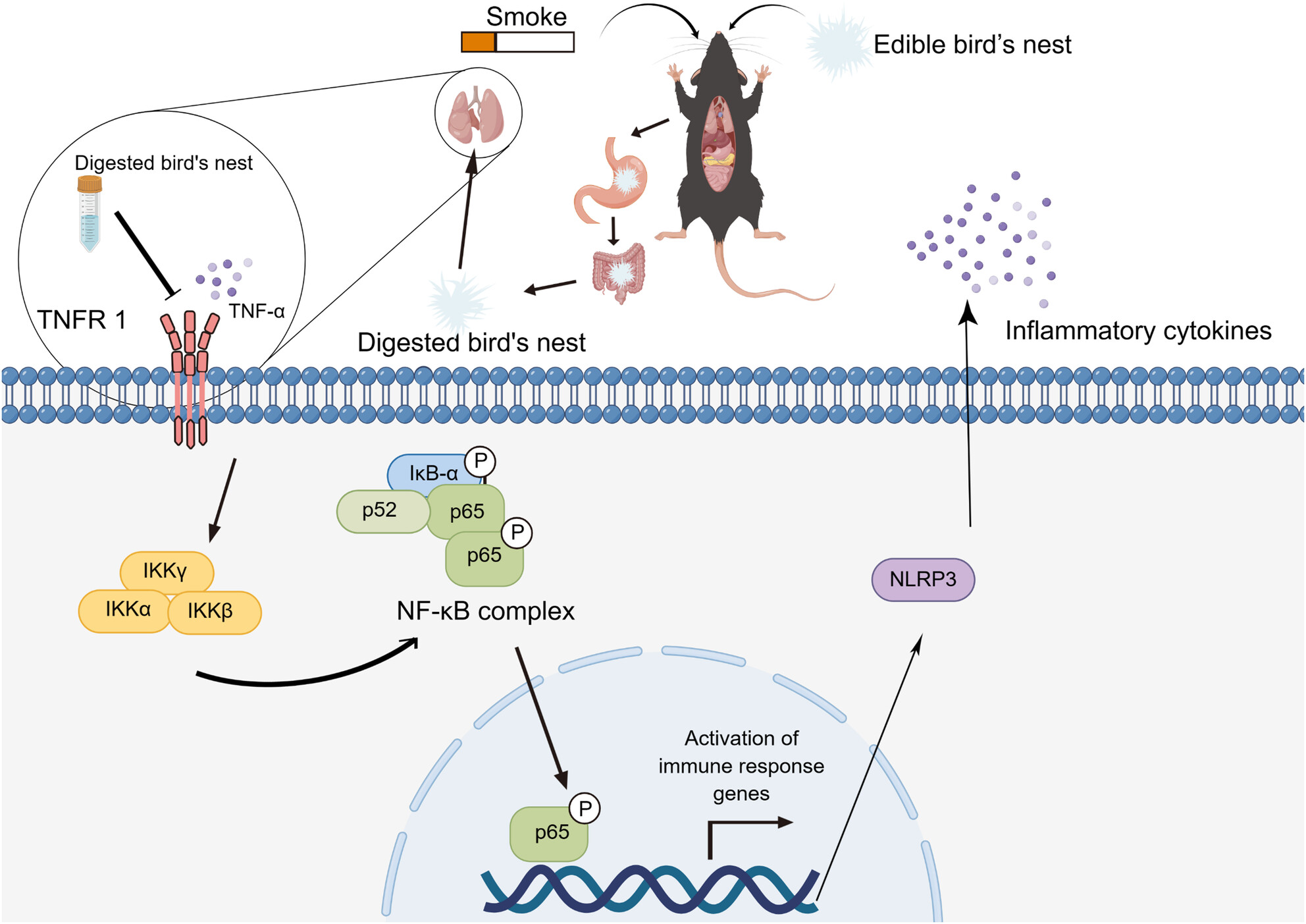Edible bird's nest alleviates pneumonia caused by tobacco smoke inhalation through the TNFR1/NF-κB/NLRP3 pathway