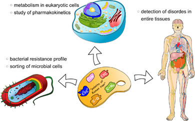 Imaging the invisible—Bioorthogonal Raman probes for imaging of cells and tissues