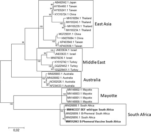 Genome sequence of Bovine Ephemeral fever virus vaccine strain of South African origin