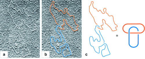 Details are in the caption following the image
