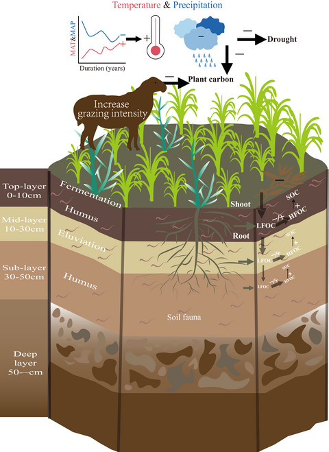 The main driver of soil organic carbon differs greatly between topsoil and subsoil in a grazing steppe