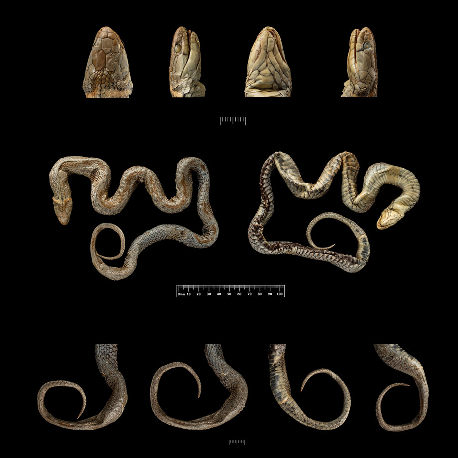 Identity of the holotype and type locality of Rhabdophis leonardi (Wall, 1923) (Colubridae: Natricinae), with notes on the morphology and natural history of the species in southwestern China