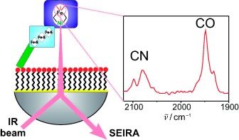 Monitoring Catalysis of the Membrane-Bound Hydrogenase from Ralstonia eutropha H16 by Surface-Enhanced IR Absorption Spectroscopy