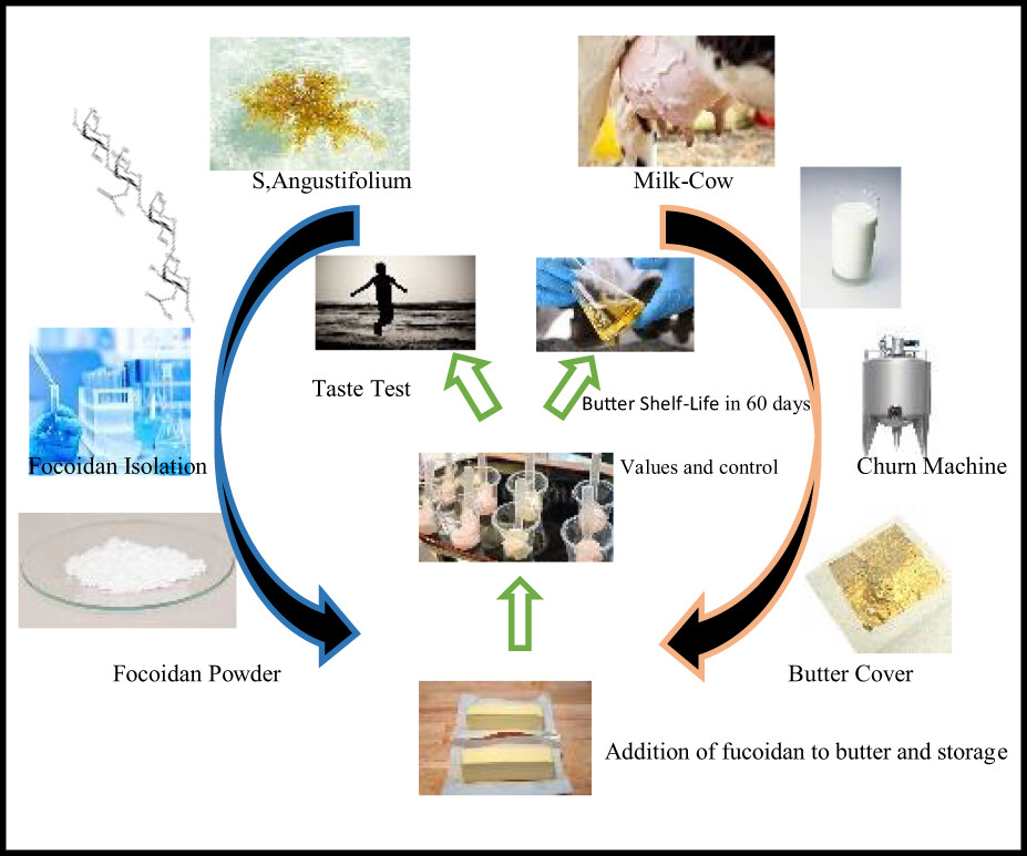 Studying the shelf life of butter containing fucoidan, by evaluating sensory and chemical properties