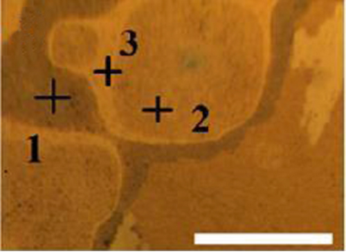 Details are in the caption following the image