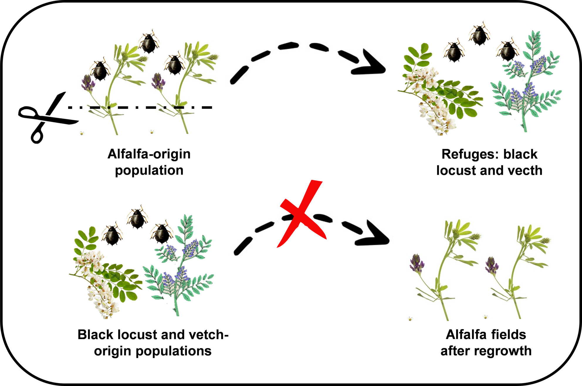 Dietary range varies among Aphis craccivora populations associated with different host plants: Insights into the alfalfa–cowpea aphid system in Spain