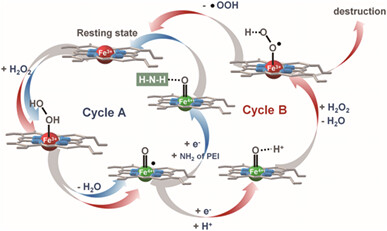 High temperature-induced myoglobin-mimic catalytic structure having high axial ligand content for one-compartment hydrogen peroxide fuel cells