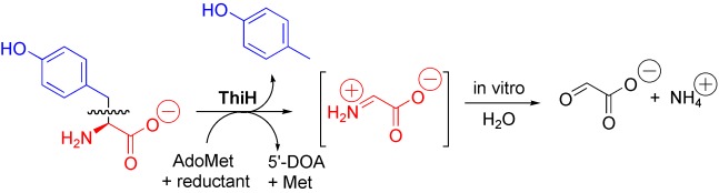 Thiamine Biosynthesis in Escherichia coli: Identification of the Intermediate and By-Product Derived from Tyrosine