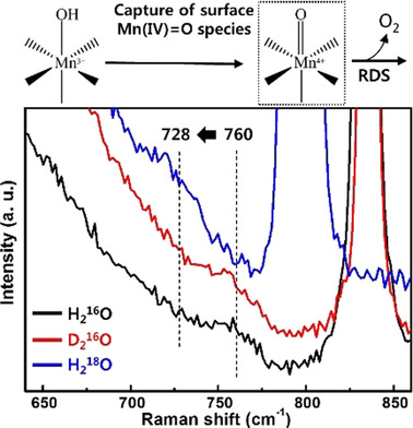 Capturing Manganese Oxide Intermediates in Electrochemical Water Oxidation at Neutral pH by In Situ Raman Spectroscopy
