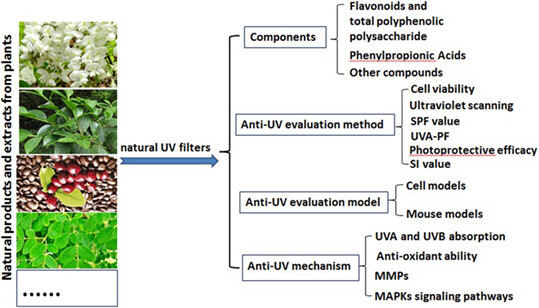 Natural products and extracts from plants as natural UV filters for sunscreens: A review