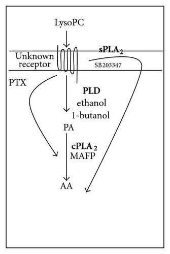 Details are in the caption following the image Details are in the caption following the image