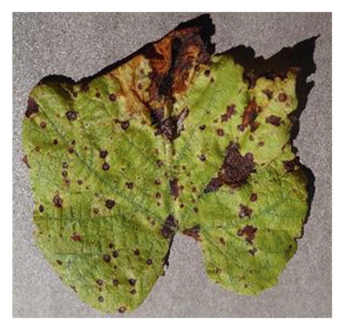 Details are in the caption following the image Details are in the caption following the image