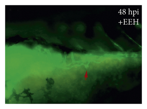 Details are in the caption following the image