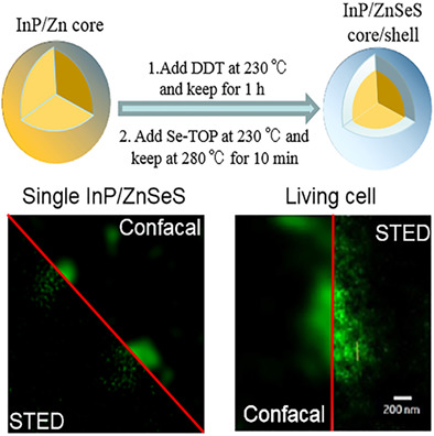 Cd-free InP/ZnSeS quantum dots for ultrahigh-resolution imaging of stimulated emission depletion