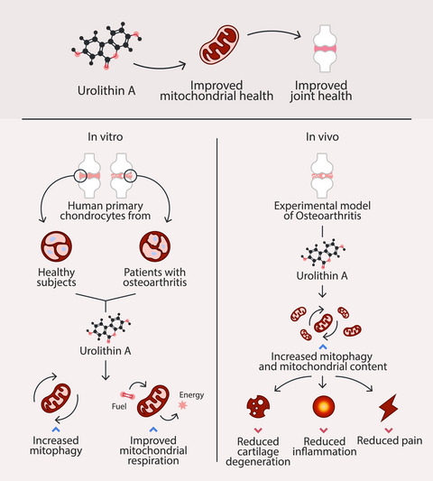 Urolithin A improves mitochondrial health, reduces cartilage degeneration, and alleviates pain in osteoarthritis