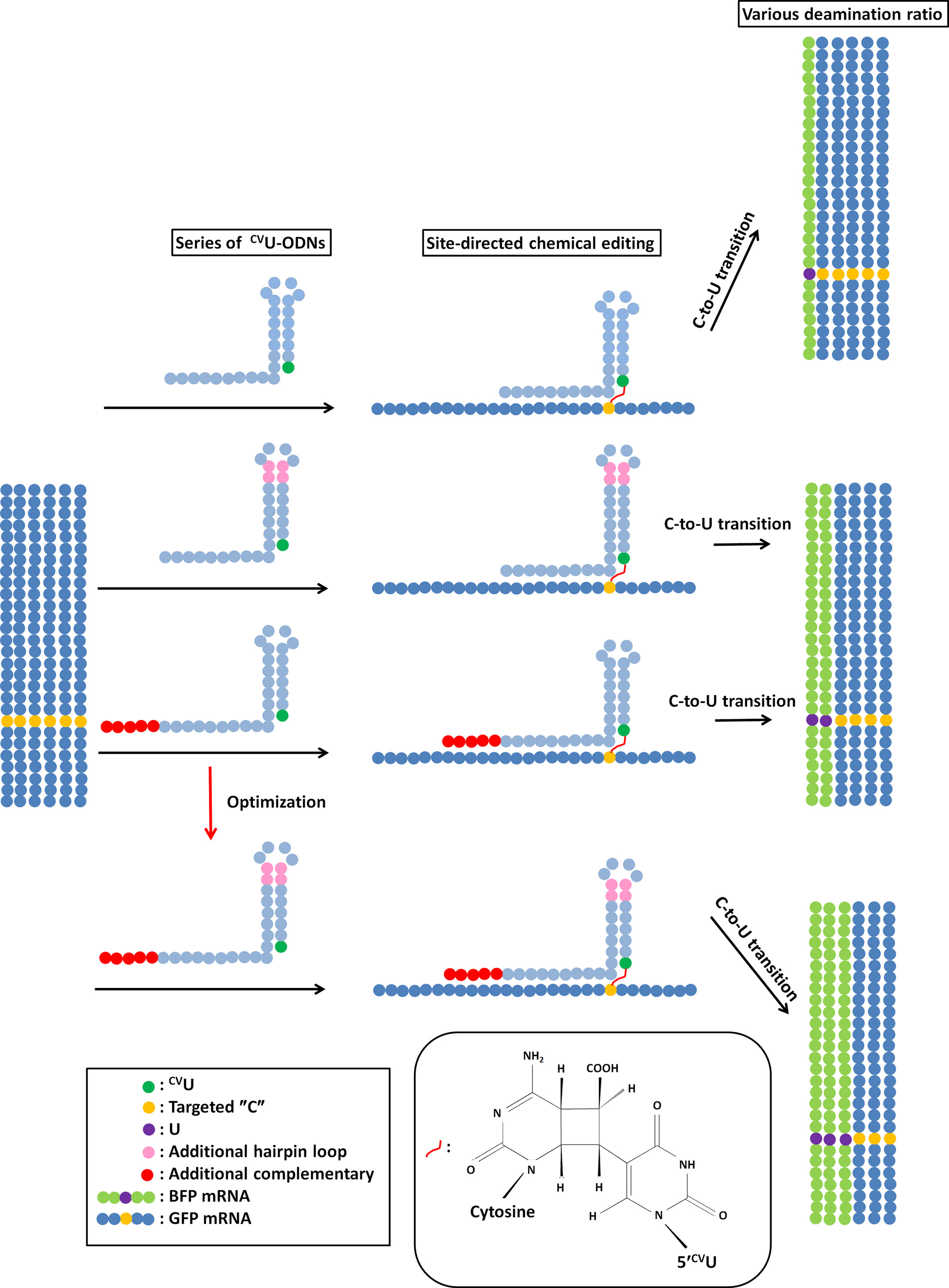 Chemical RNA Editing for Genetic Restoration: The Relationship between the Structure and Deamination Efficiency of Carboxyvinyldeoxyuridine Oligodeoxynucleotides