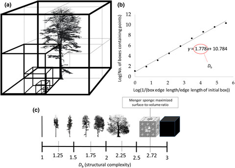 How a measure of tree structural complexity relates to architectural benefit-to-cost ratio, light availability, and growth of trees