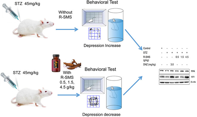 Combination of Shengmai San and Radix puerariae ameliorates depression-like symptoms in diabetic rats at the nexus of PI3K/BDNF/SYN protein expression