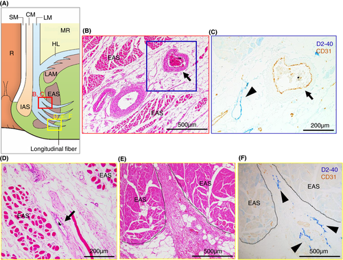 Details are in the caption following the image Details are in the caption following the image