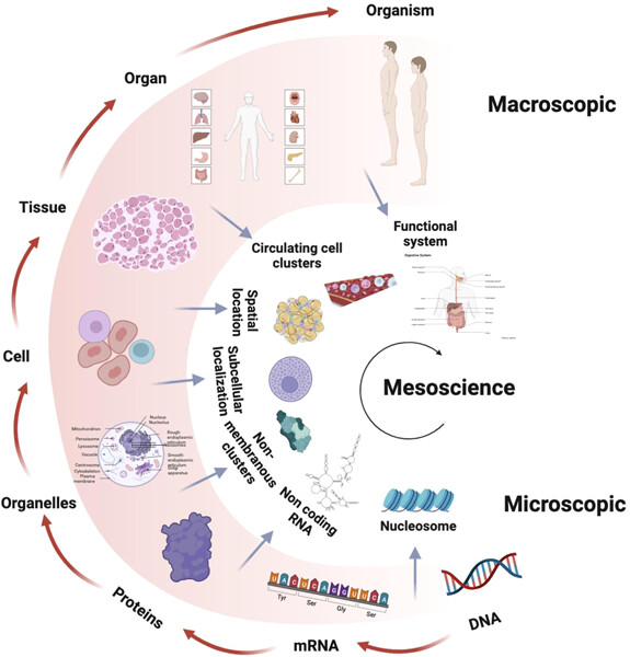 Mesoscience in cell biology and cancer research