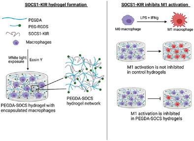 SOCS1-KIR Peptide in PEGDA Hydrogels Reduces Pro-Inflammatory Macrophage Activation