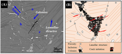 Details are in the caption following the image Details are in the caption following the image