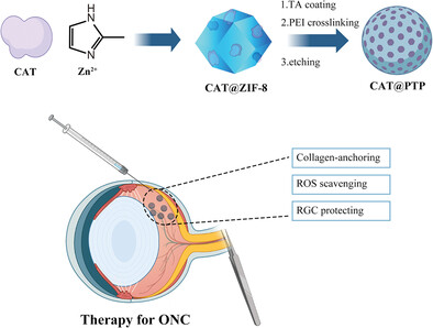 Type I Collagen-Adhesive and ROS-Scavenging Nanoreactors Enhanced Retinal Ganglion Cell Survival in an Experimental Optic Nerve Crush Model