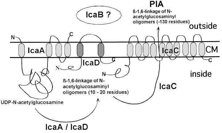 Details are in the caption following the image Details are in the caption following the image