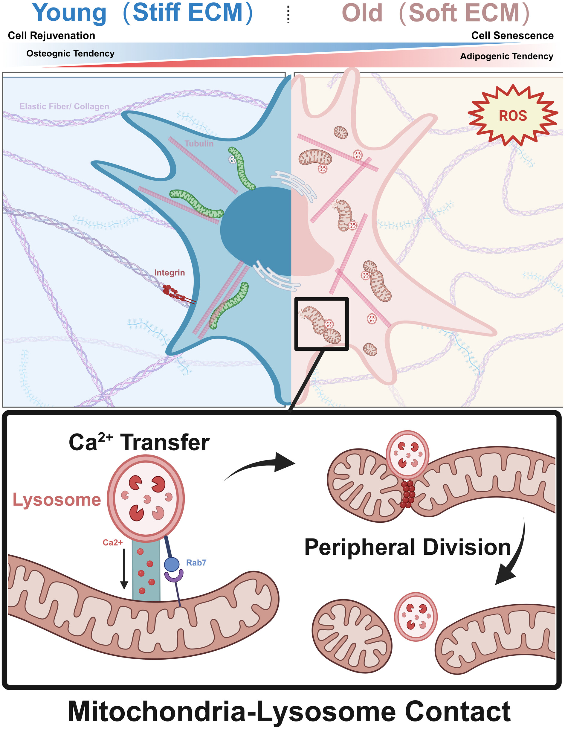 Matrix stiffness regulates mitochondria-lysosome contacts to modulate the mitochondrial network, alleviate the senescence of MSCs