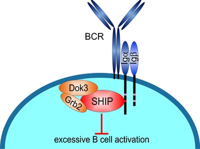 The Dok-3/Grb2 adaptor module promotes inducible association of the lipid phosphatase SHIP with the BCR in a coreceptor-independent manner