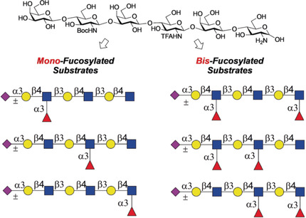 Protecting-Group-Controlled Enzymatic Glycosylation of Oligo-N-Acetyllactosamine Derivatives