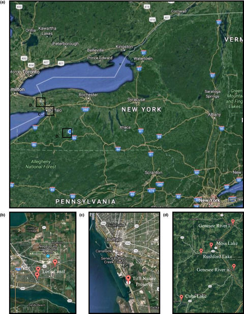 CYP1A expression in freshwater fish of western New York as an indicator of pollution levels