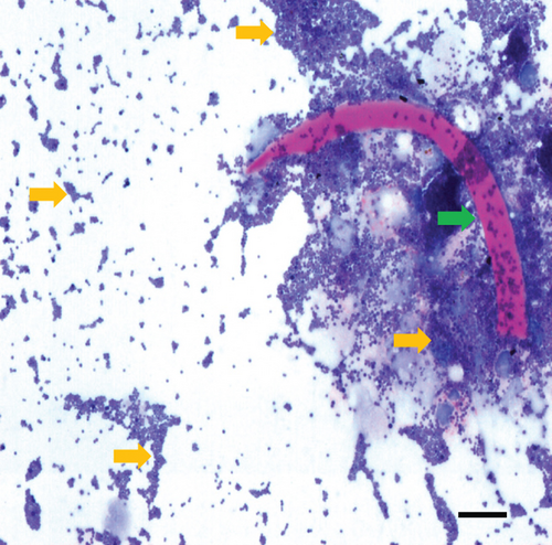 Details are in the caption following the image Details are in the caption following the image