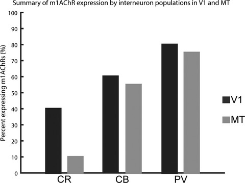 Most calbindin-immunoreactive neurons, but few calretinin-immunoreactive neurons, express the m1 acetylcholine receptor in the middle temporal visual area of the macaque monkey